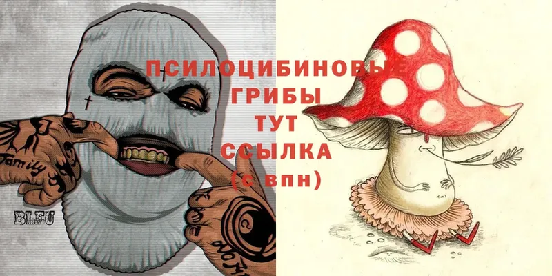 магазин    Шахты  Псилоцибиновые грибы Psilocybine cubensis 